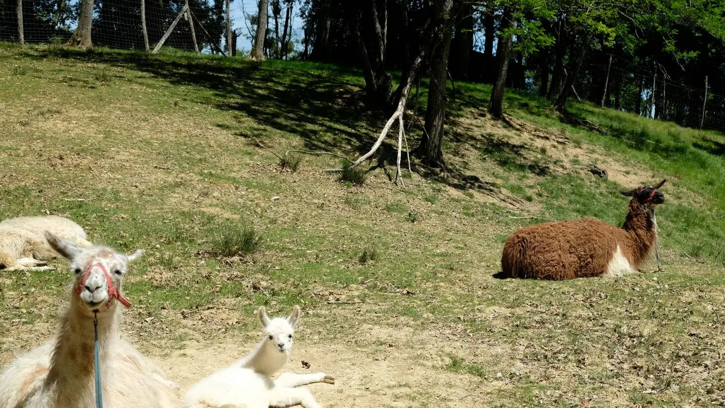 Pain de Sucre Salies-de-Béarn