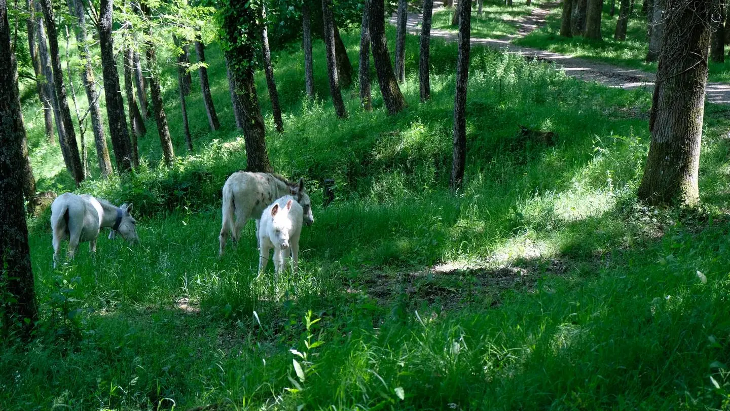 Pain de Sucre Salies-de-Béarn