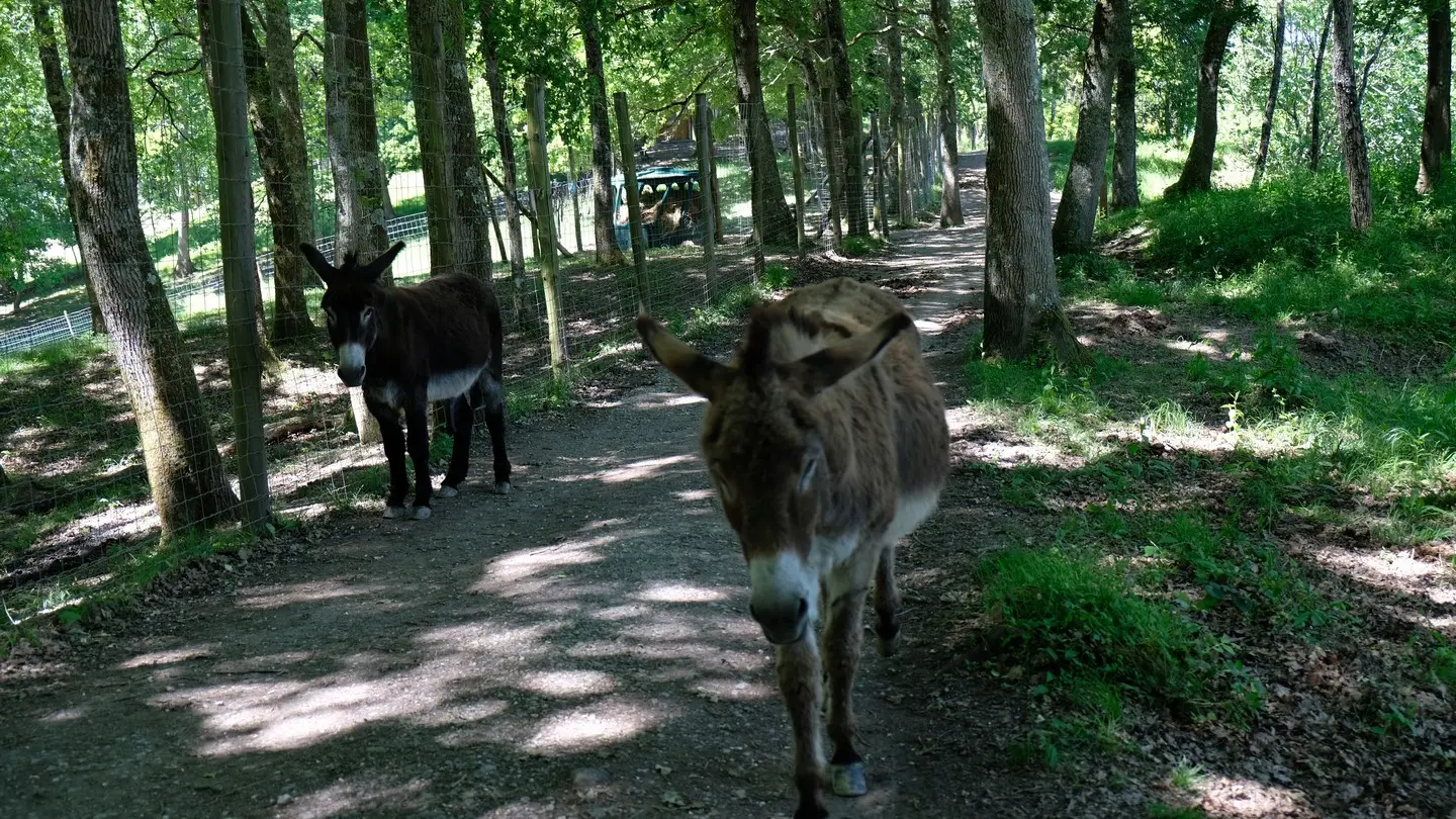 Pain de Sucre Salies-de-Béarn