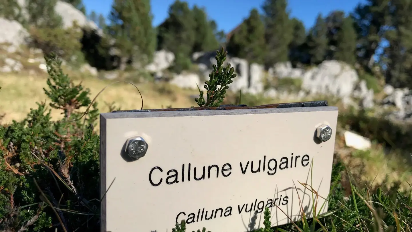 Découvrez le sentier botanque de La Pierre Saint-Martin