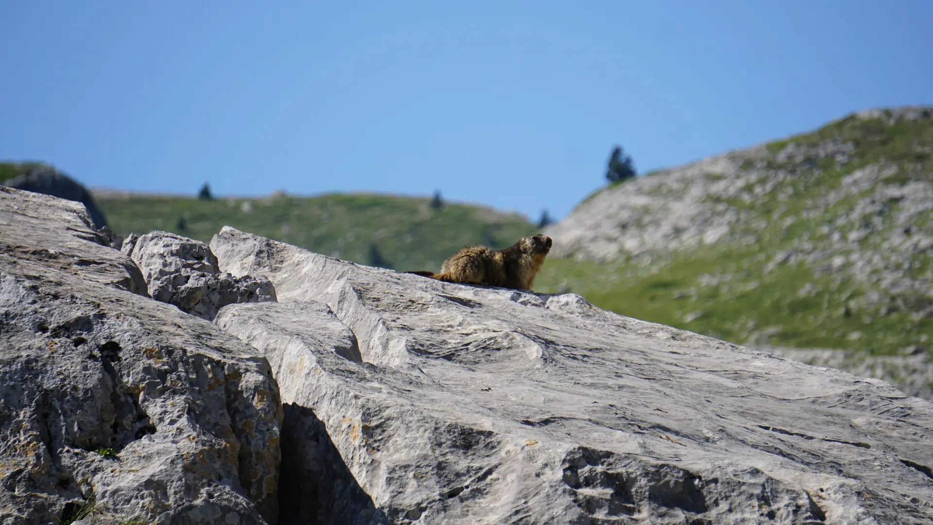 Marmotte au plateau du Pescamou à La Pierre Saint-Martin