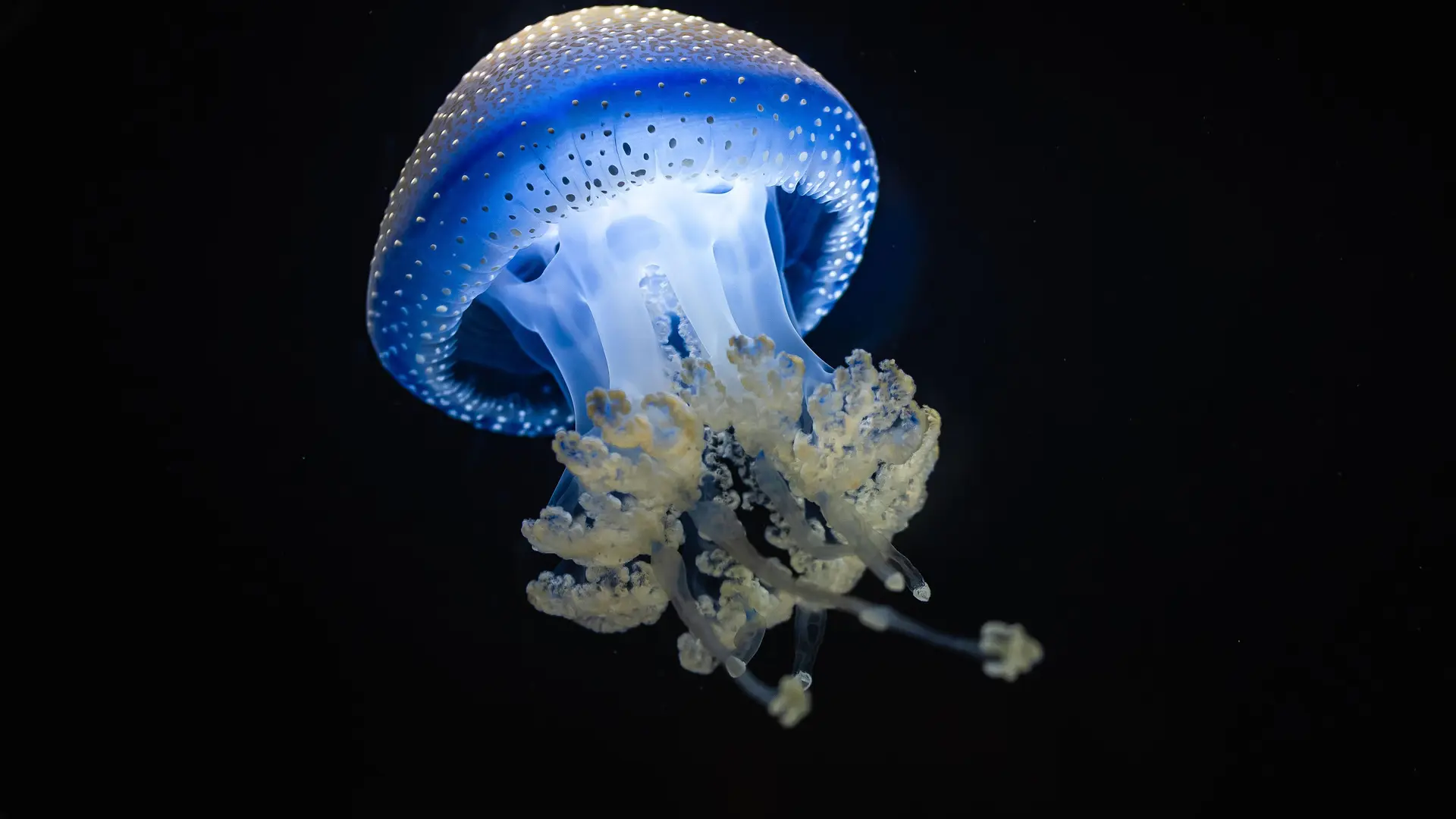 méduse-constellée-crédit-delphine-pernaud