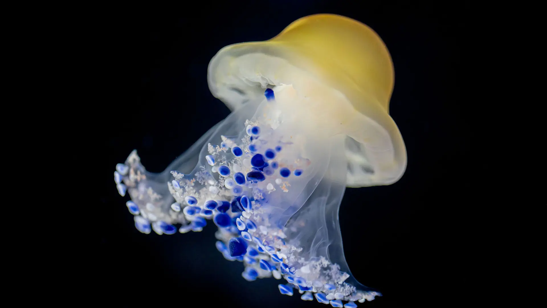 méduse-oeuf-crédit-delphine-pernaud