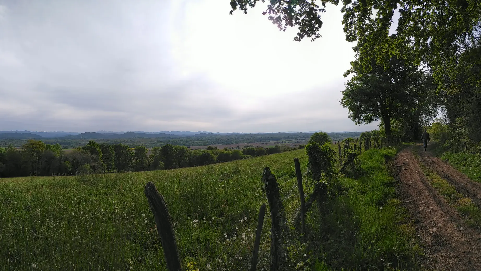 Une fôret de chênes remarquables