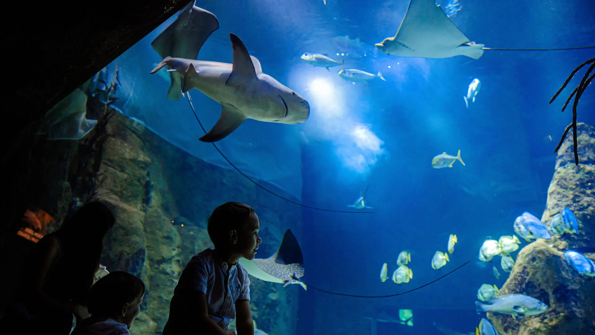 bassin-requin-crédit-delphine-pernaud