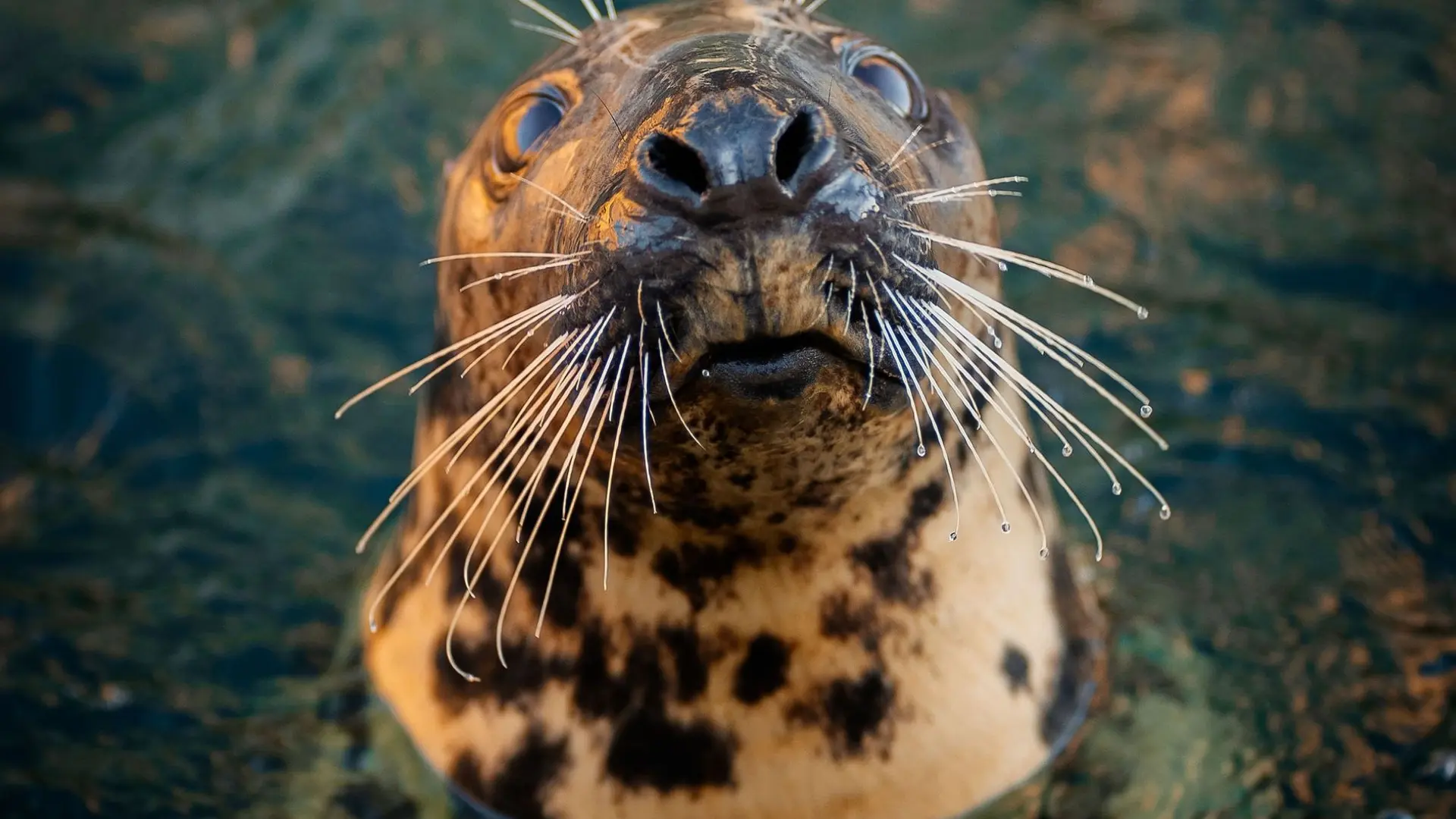 bisous-mouillés-crédit-delphine-pernaud