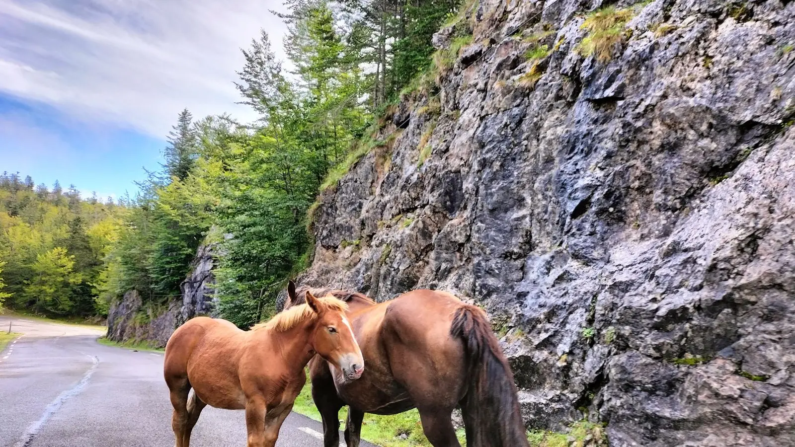 animaux en liberté été