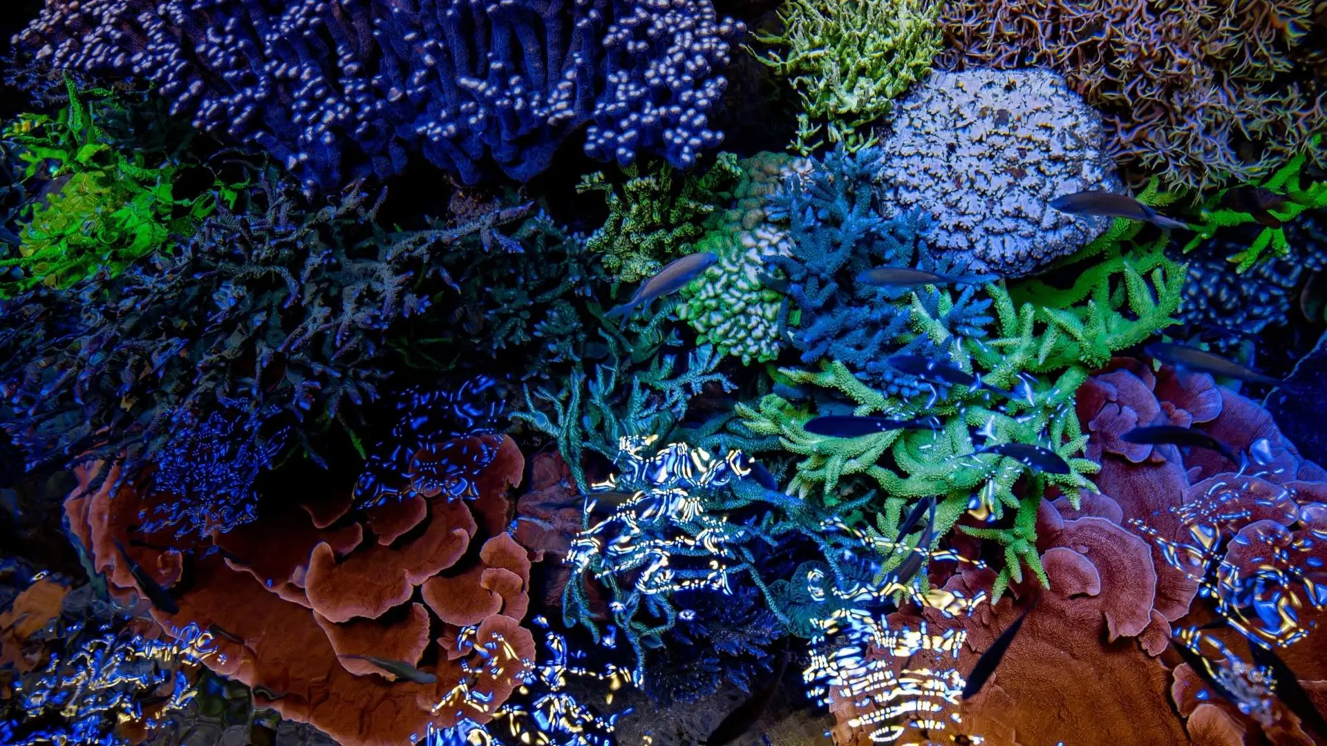 coraux-indo-pacifique-crédit-delphine-pernaud