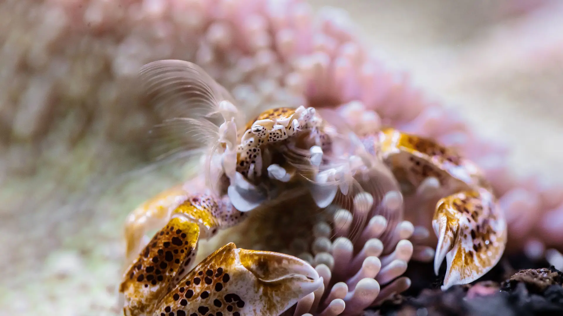 crabe-aquarium-biarritz-crédit-delphine-pernaud