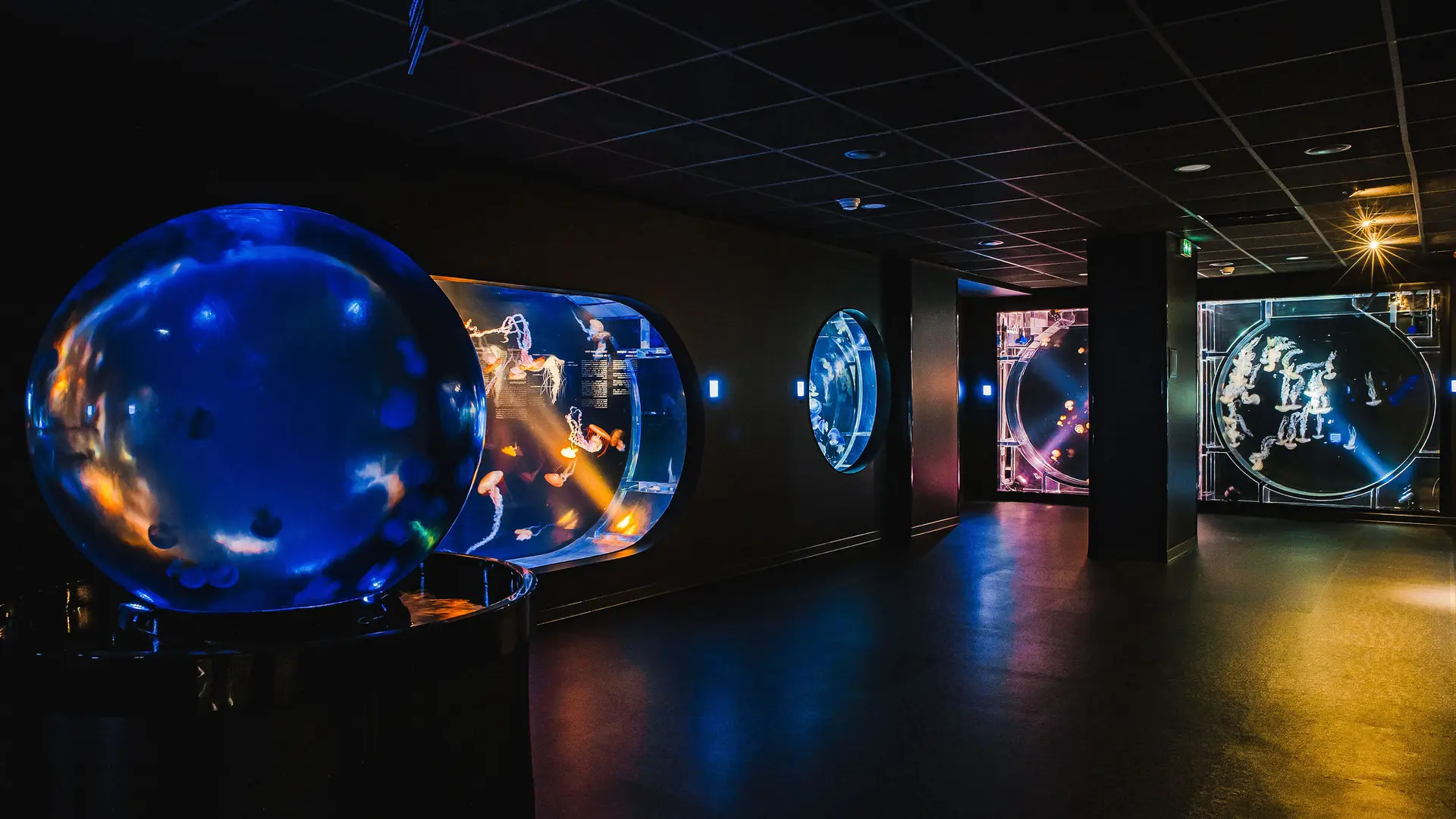 espace-méduse-aquarium-biarritz-crédit-delphine-pernaud