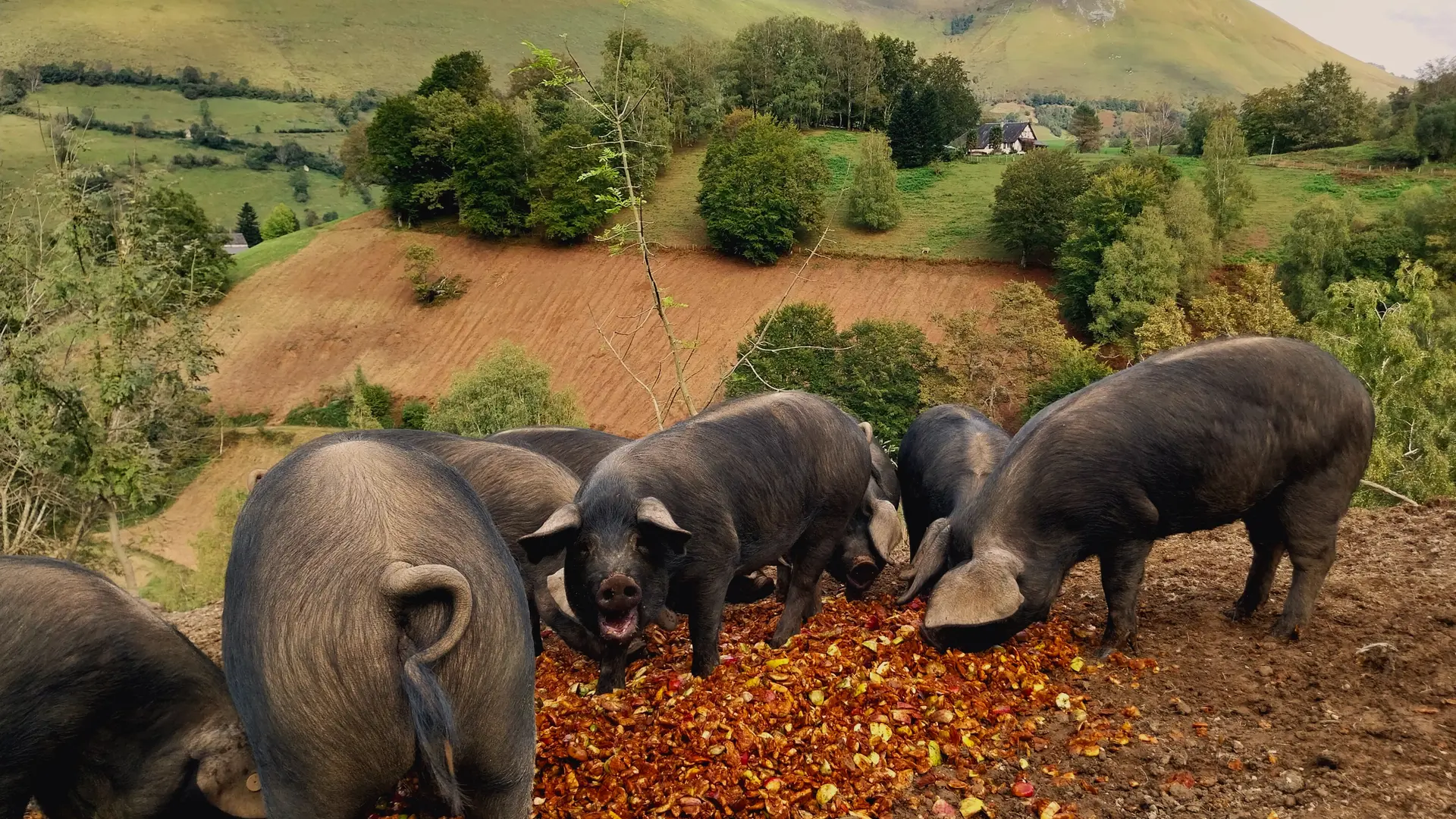 Porcs gascons en plein air se nourrissant de pommes - Ferme Planterose