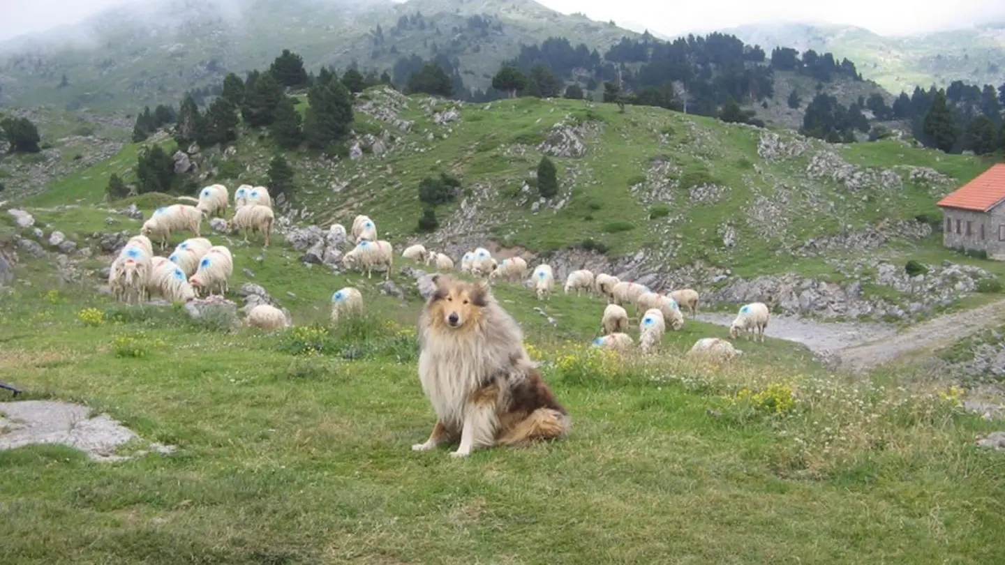 Le chien est indispensable en montagne pour mener à bien le troupeau de brebis