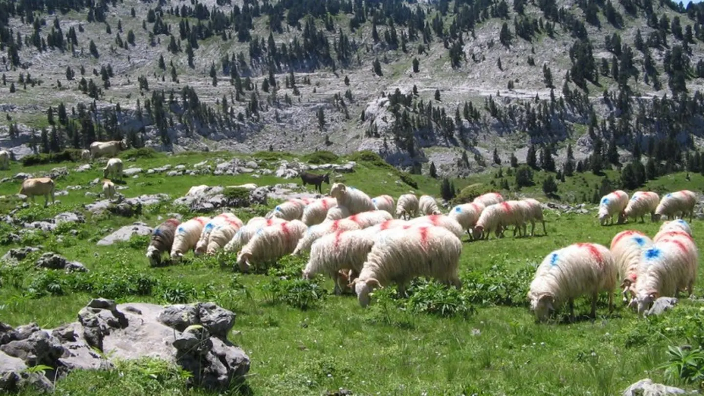 Le troupeau de brebis pacage une herbe parfumée à La Pierre Saint-Martin