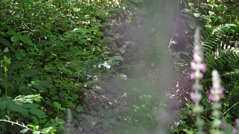 parcours découverte nature salies-de-béarn5