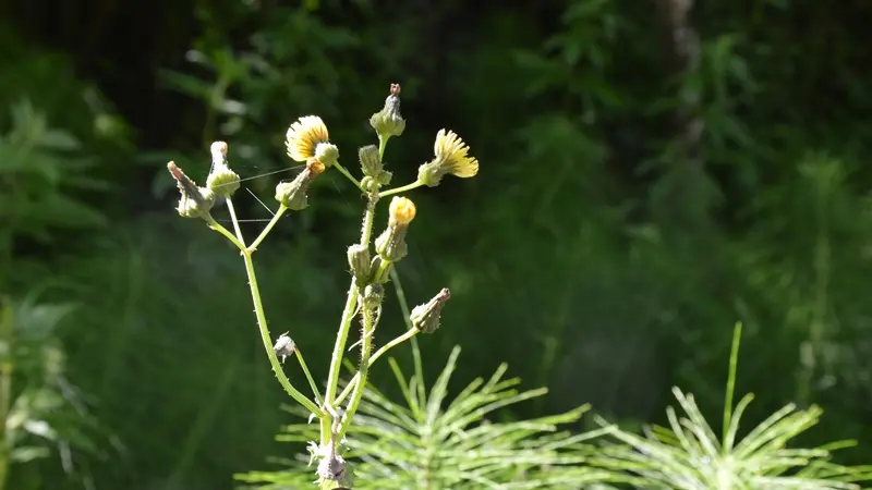 parcours découverte nature salies-de-béarn6