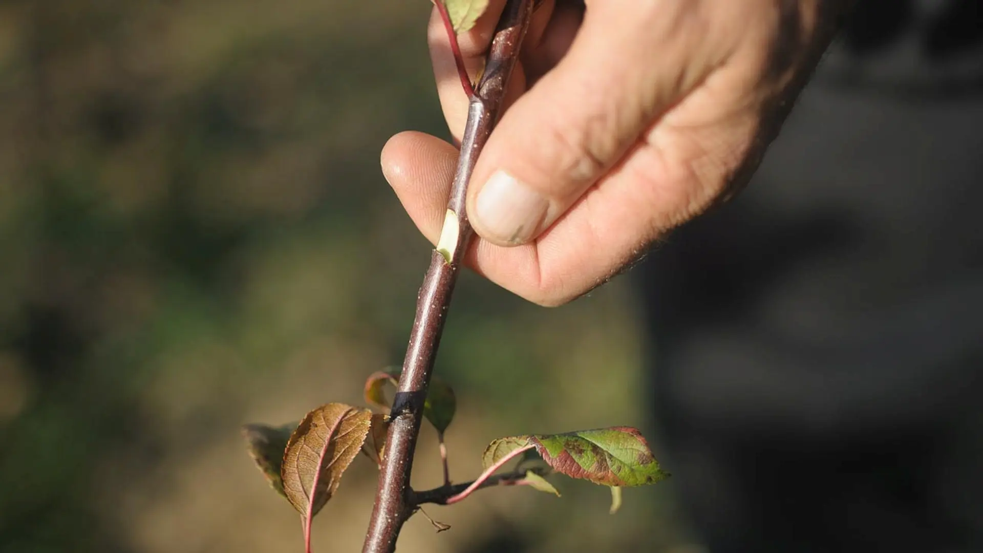 pepiniere-6
