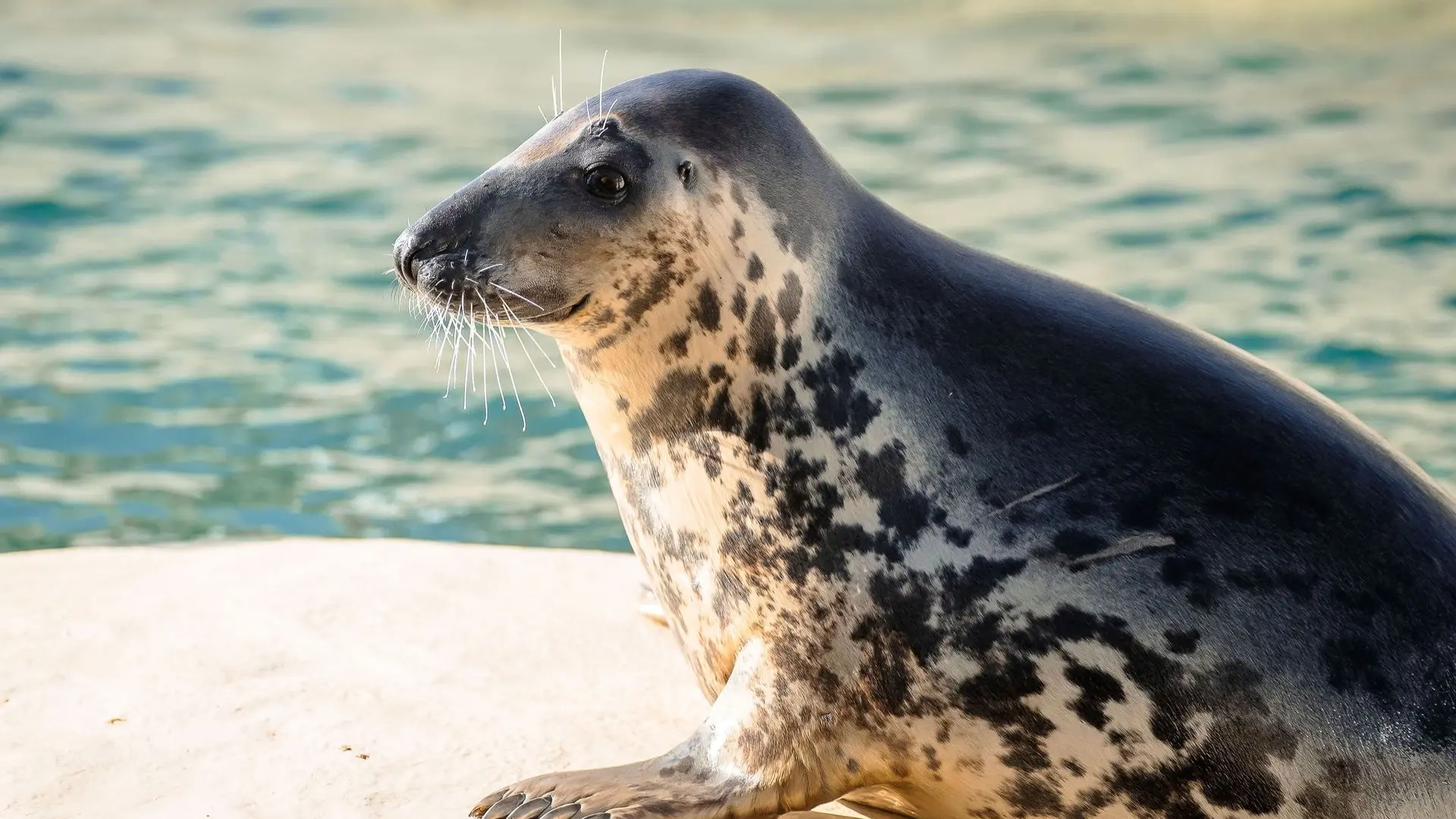 tortue-caouanne-crédit-delphine-pernaud