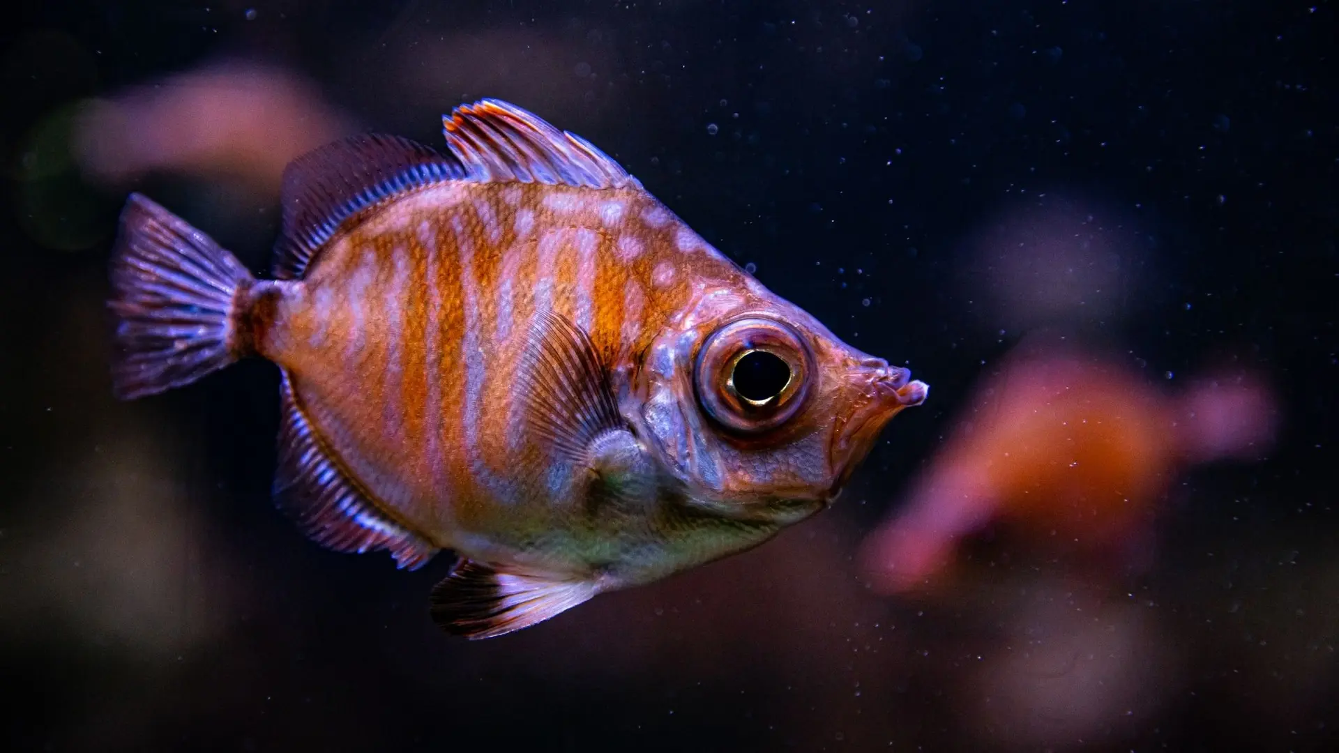 poisson-golfe-de-gascogne-crédit-delphine-pernaud