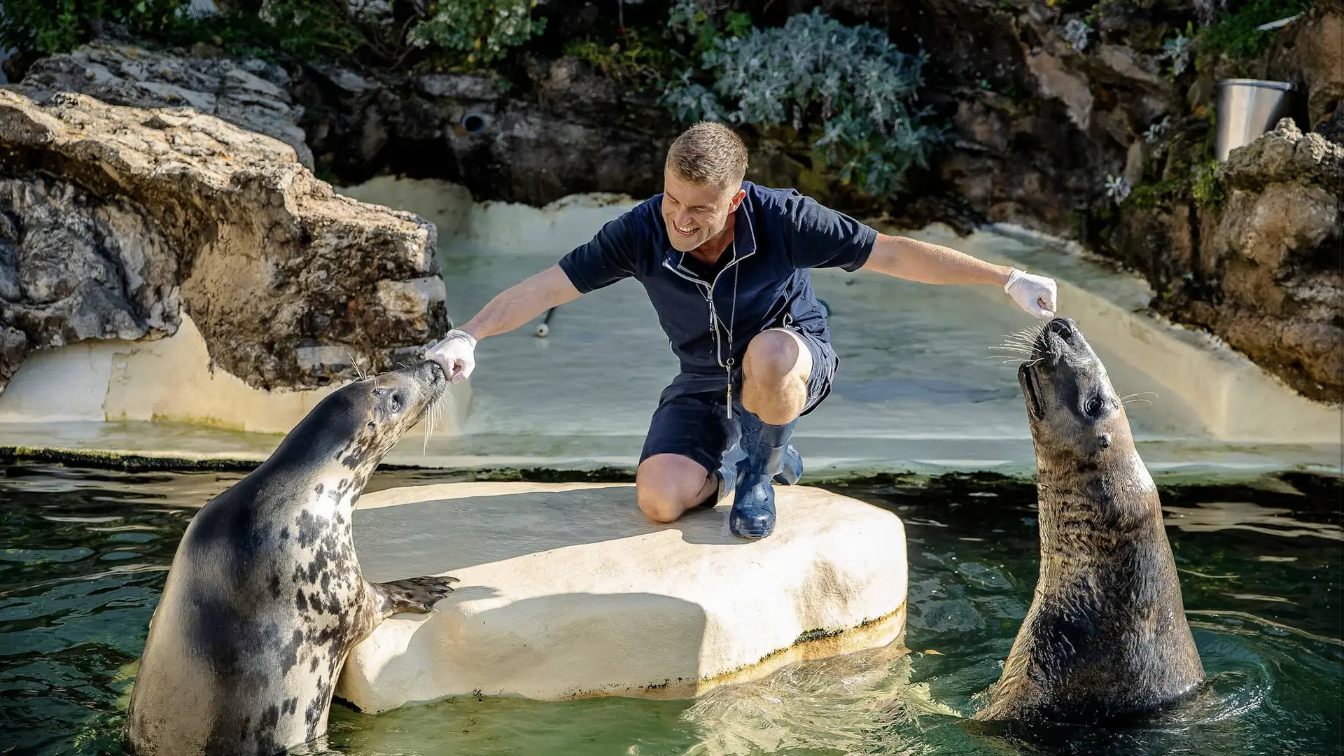 repas-des-phoques-aquarium-biarritz-crédit-delphine-pernaud