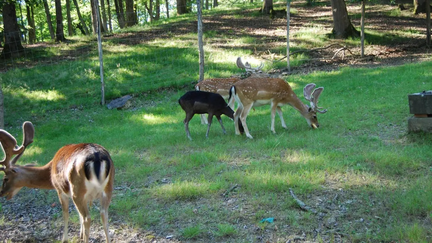 Pain de Sucre Salies-de-Béarn