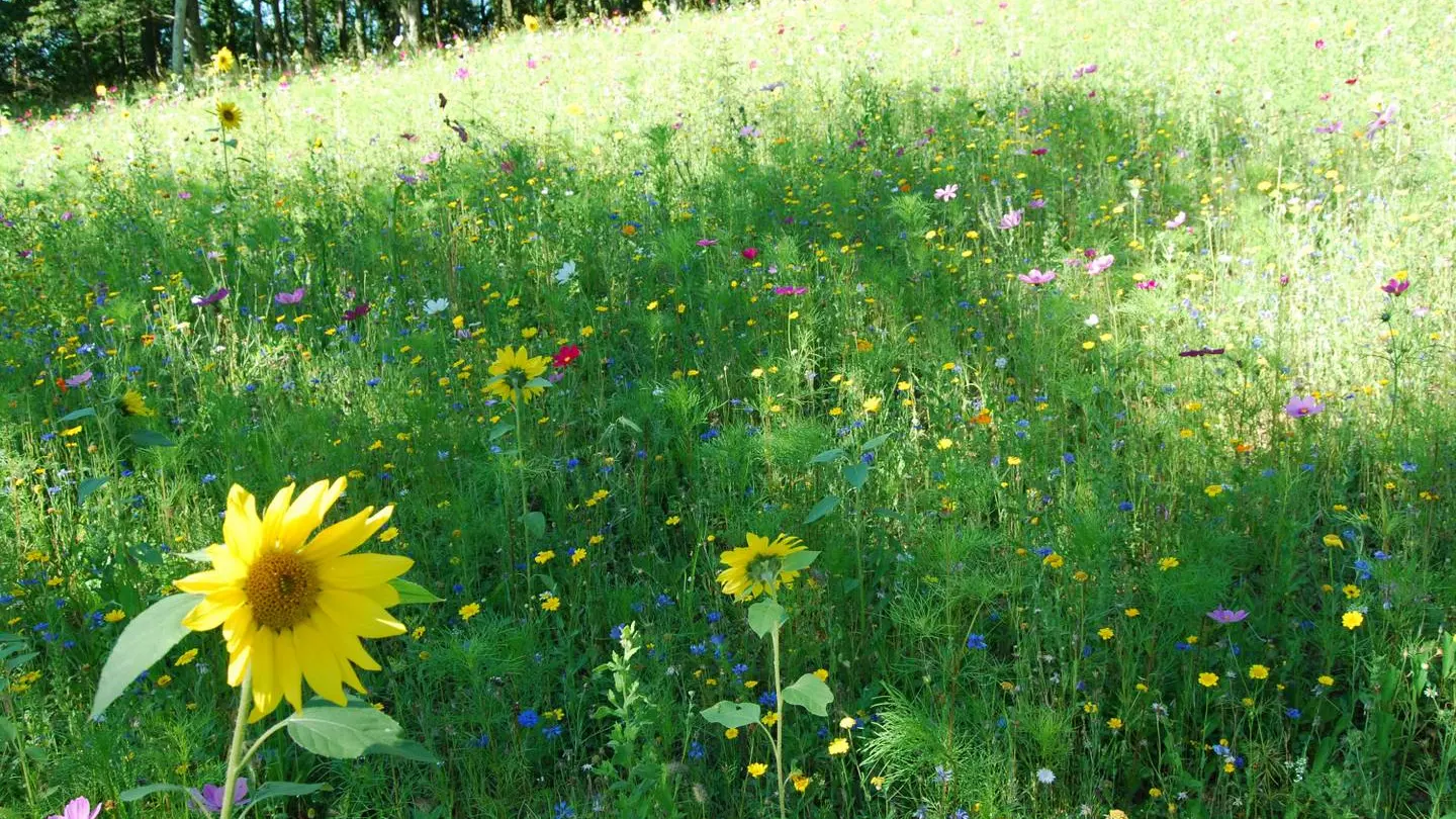 Pain de Sucre Salies-de-Béarn