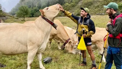 Visite du troupeau de vaches Blonde d'Aquitaine en estive