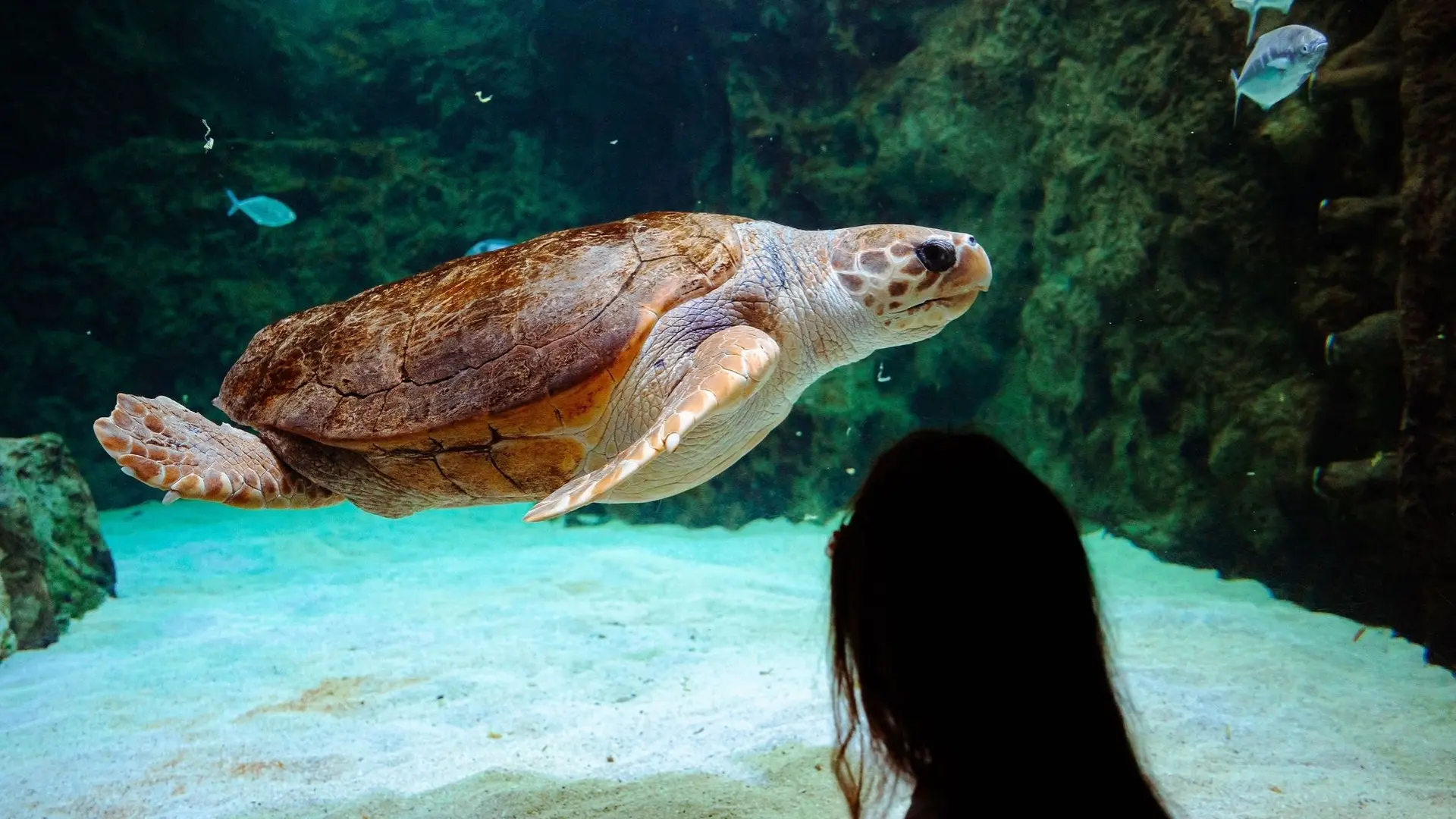 tortue-caouanne-crédit-delphine-pernaud