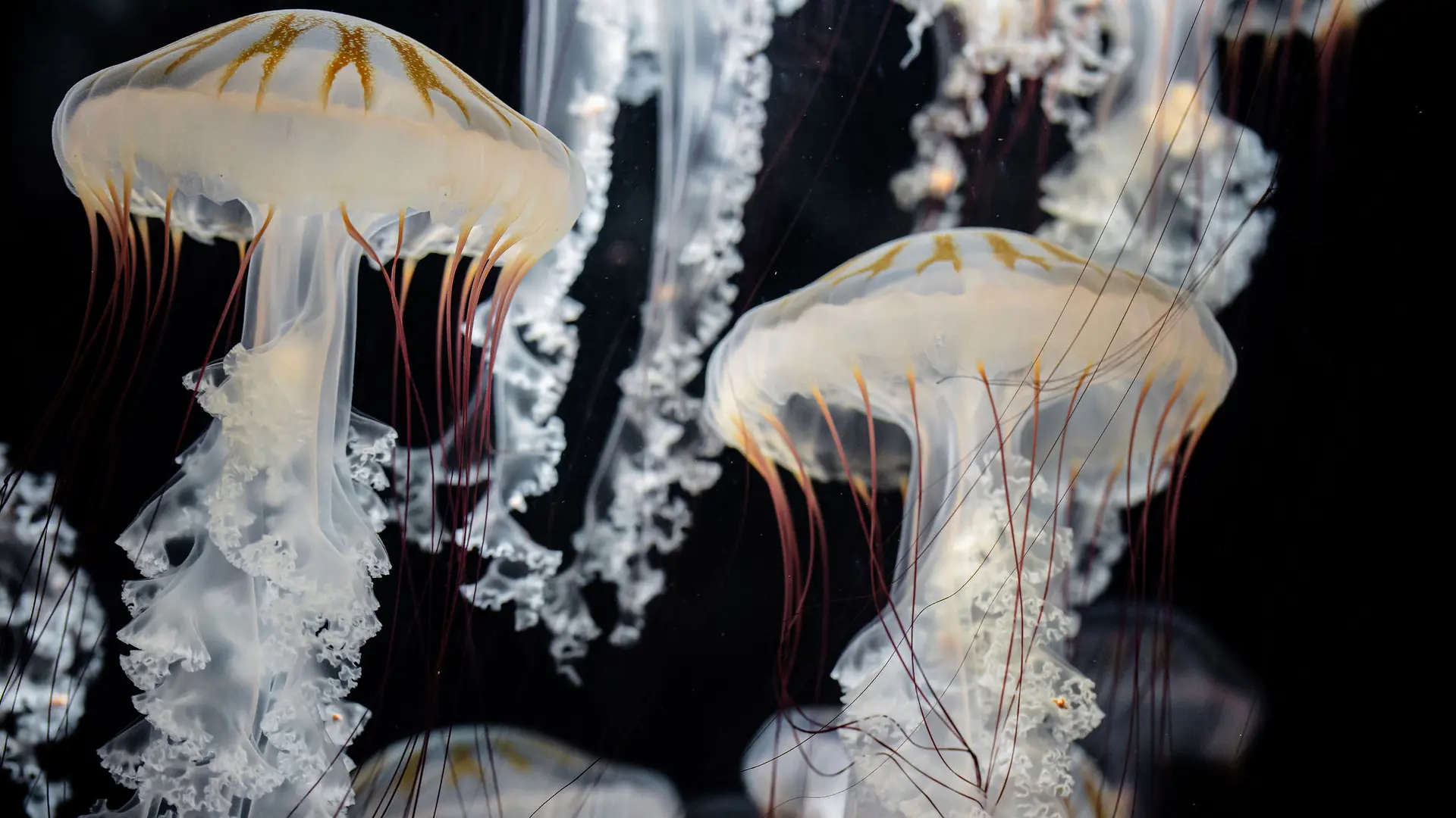 zone-méduse-crédit-delphine-pernaud