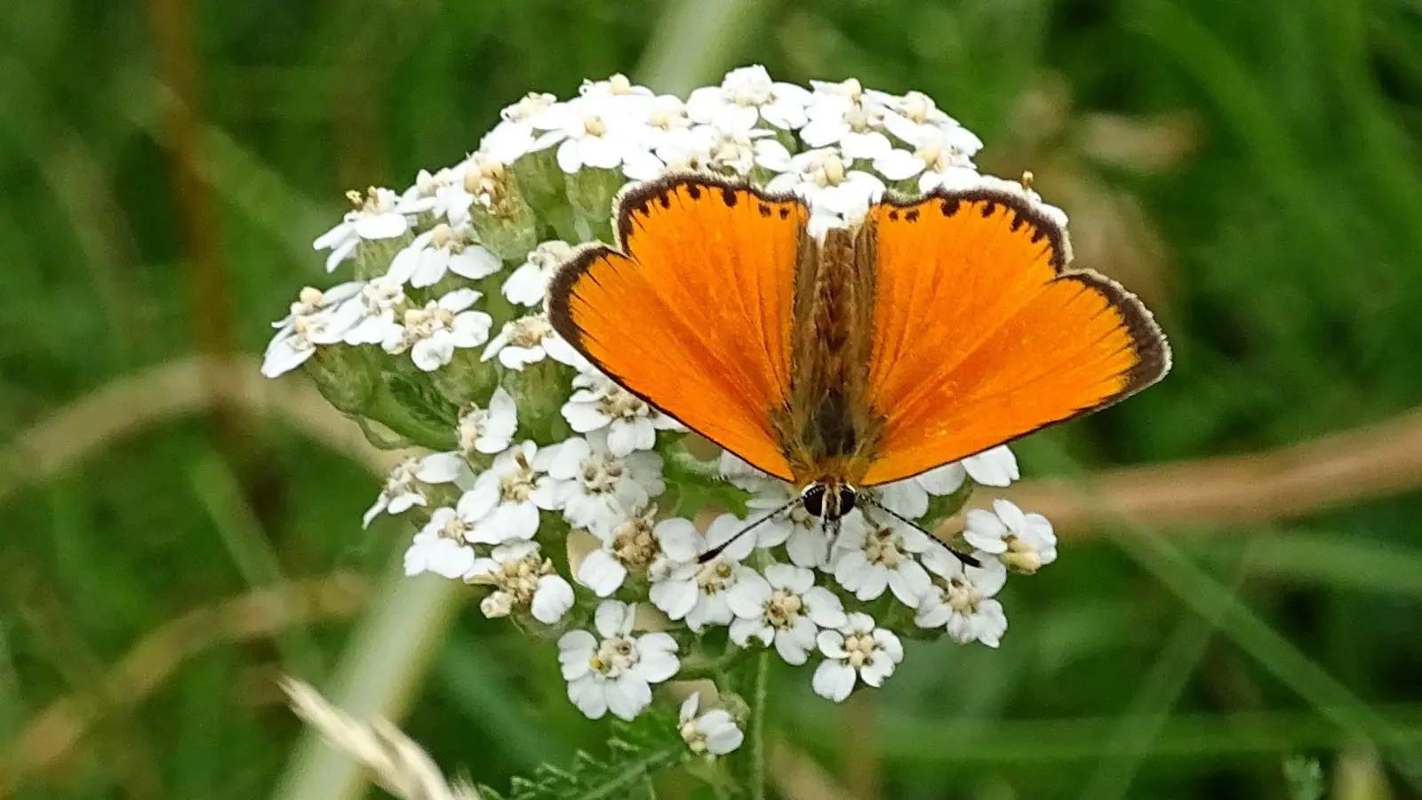 Fleur de montagne