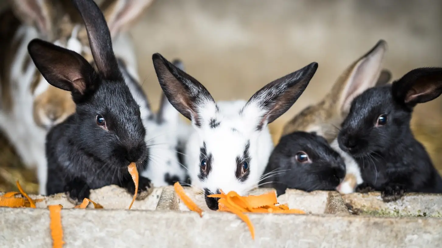 Lapins de la ferme