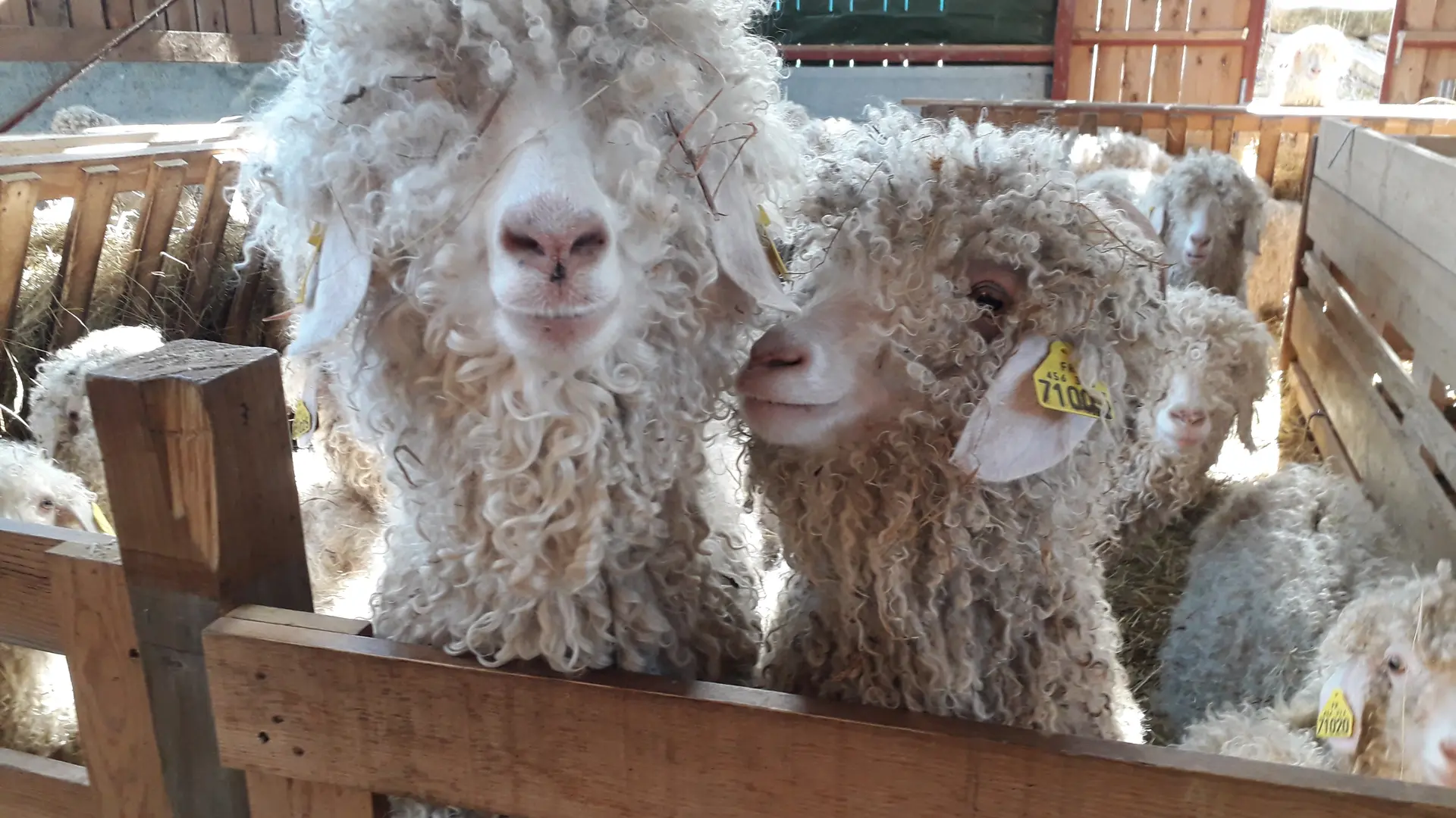 Mohair du Piémont Pyrénéen à Lasseube