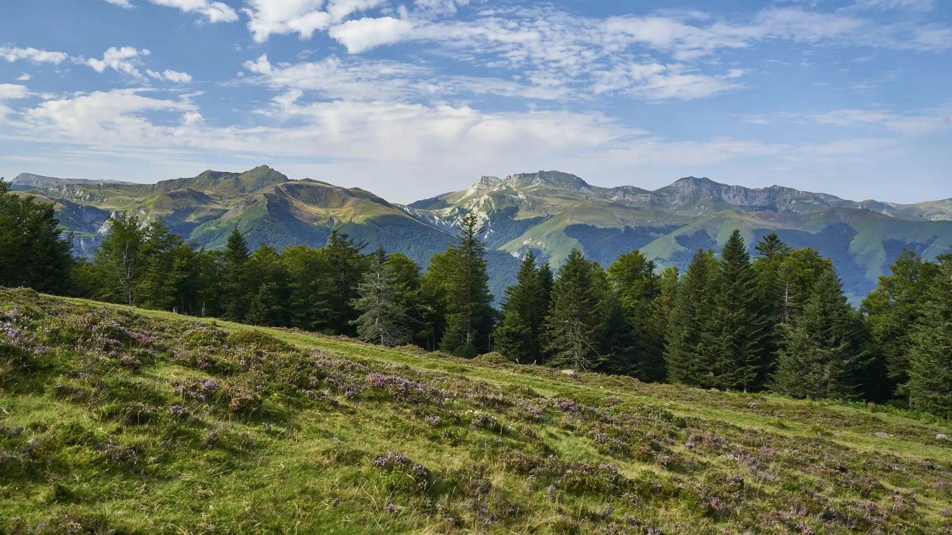 Forêt et bruyère à Issarbe en vallée de Barétous