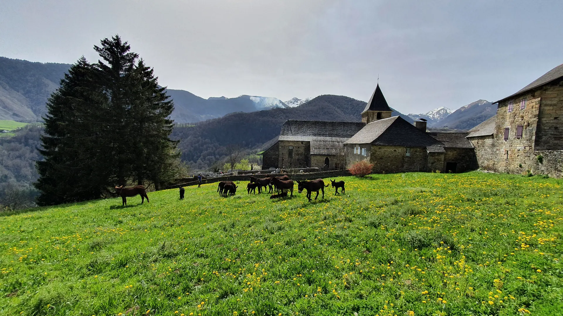 Les derniers brins d'herbe à Lescun