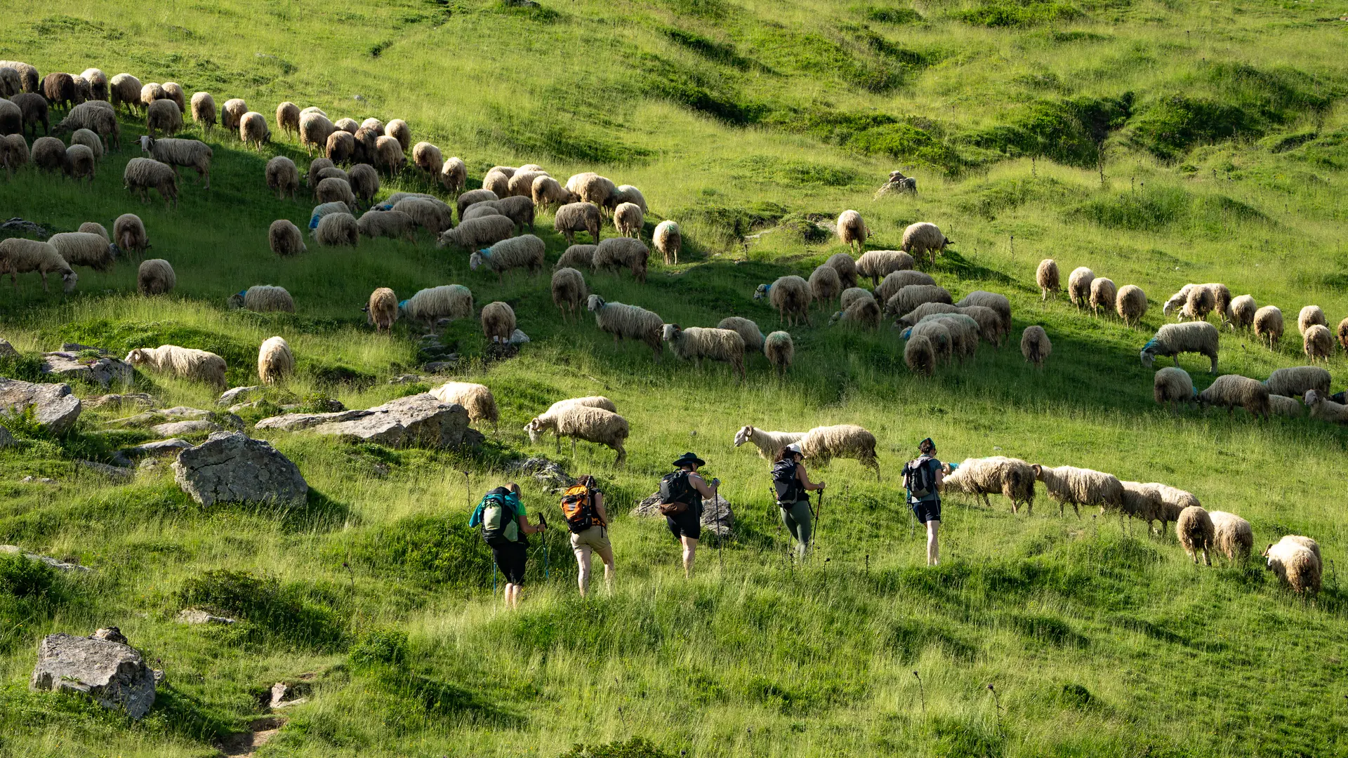 Troupeau de brebis en estive autour du refuge et lac d'Arlet