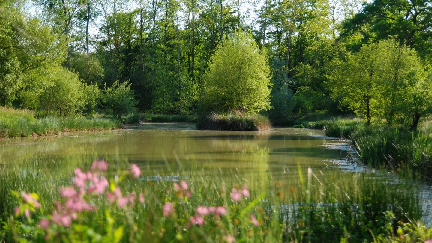 Chambre d'hôtes du moulin