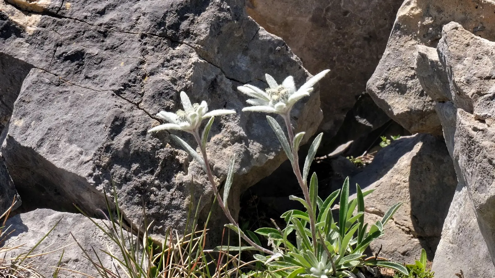 Edelweiss