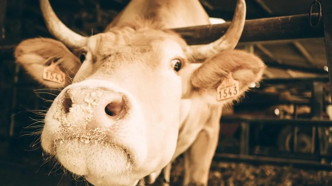 Blonde d'Aquitaine de la ferme