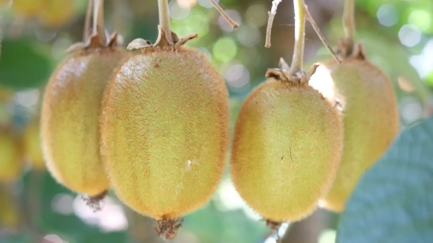 Jean Marc Maisonnave