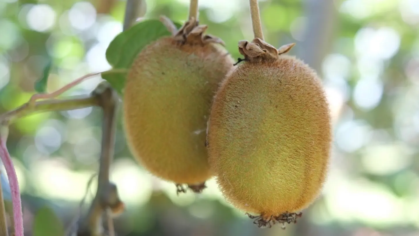 Jean Marc Maisonnave