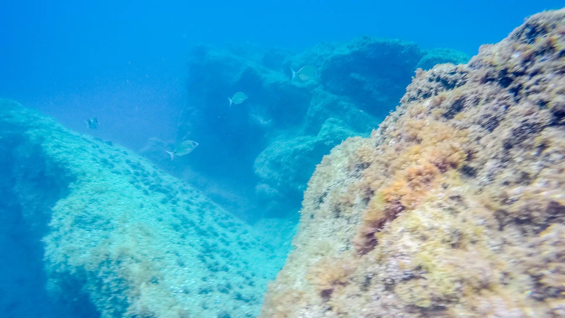 ARGELES SUR MER - BLEU LOISIRS - GOPRO - POISSON SOUS L EAU