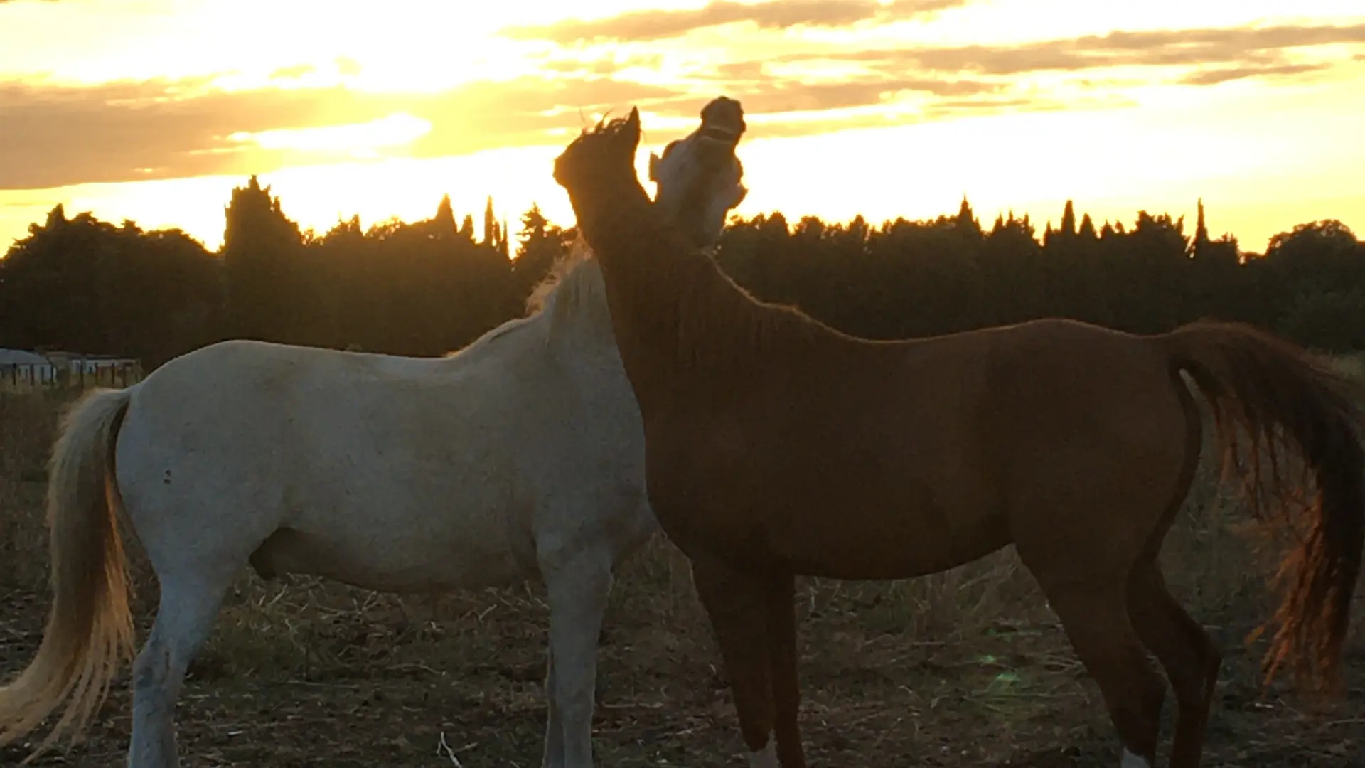 Ranch Les Amazones