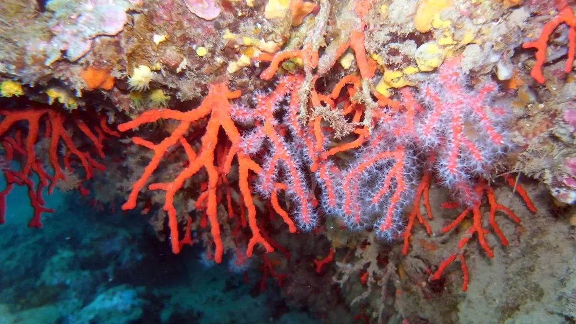 corail