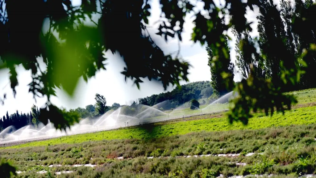 herbe du roussillon