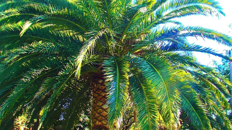 Gites de la Tour Pujol - El canigo_18