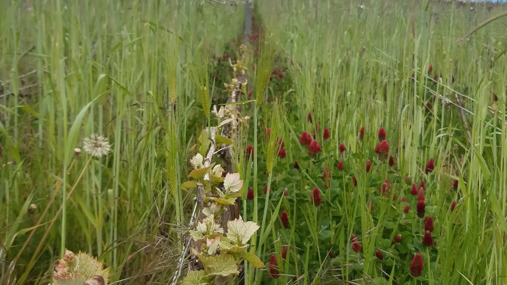 Champagne V&G Dupont 02