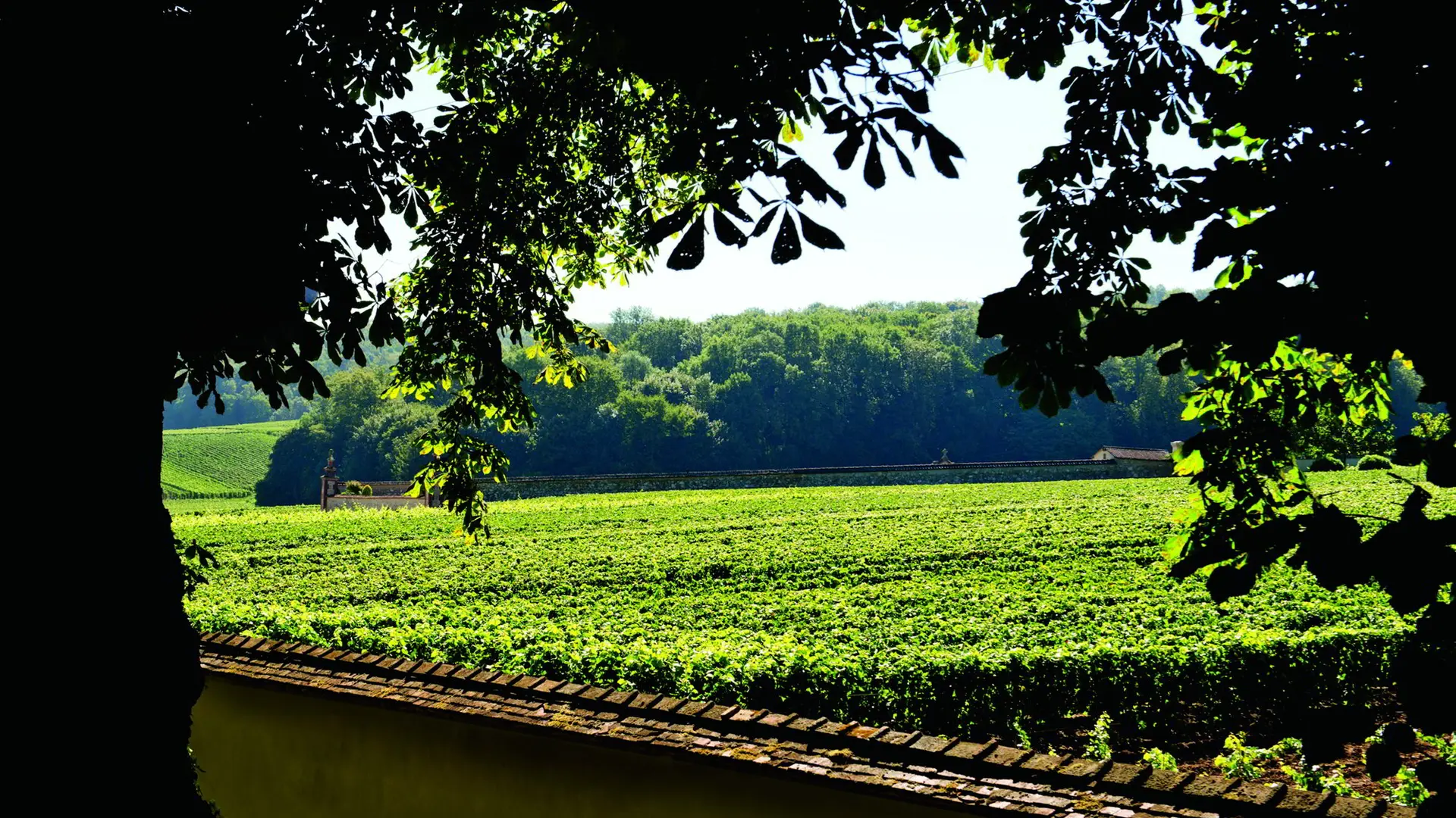 champagne-canard-duchene-vignes