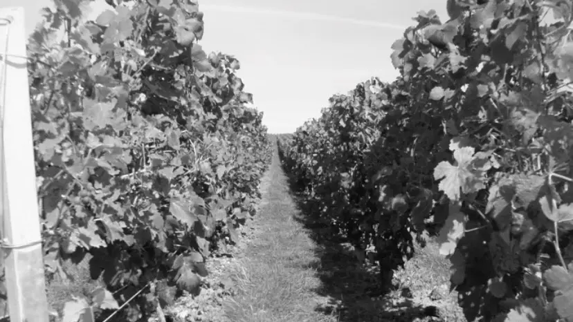 champagne-beurton-couvreur-vignes