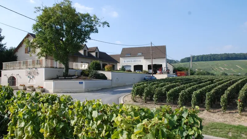 champagne-david-heucq-vignes
