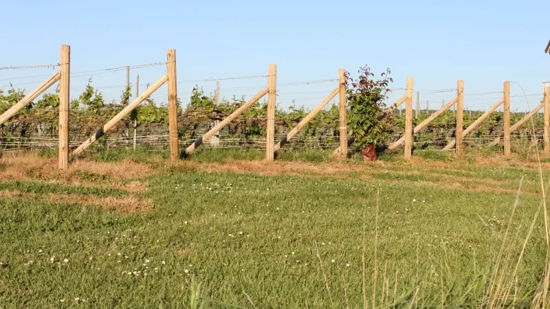 champagne-lacuisse-sermiers3