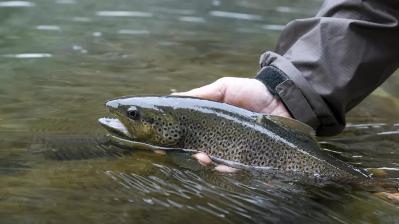 federation-de-la-peche-marne-1